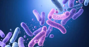 Bactérias podem ir direto do intestino ao cérebro, indica estudo