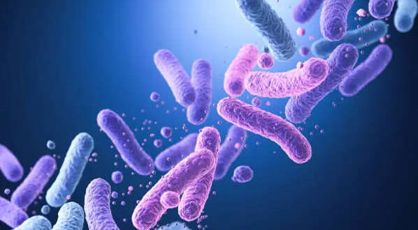 Bactérias podem ir direto do intestino ao cérebro, indica estudo