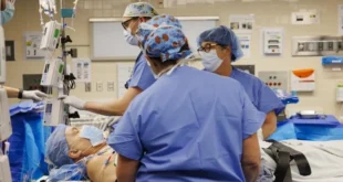 Rim de porco mantém paciente sem diálise por 271 dias após transplante