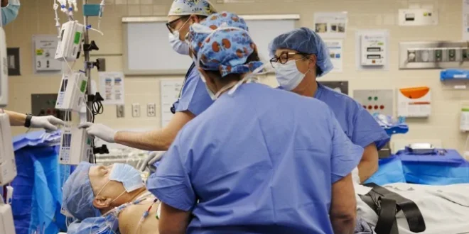 Rim de porco mantém paciente sem diálise por 271 dias após transplante