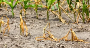 Mudanças climáticas: seca severa completa 180 dias e isola 560 comunidades no Amazonas