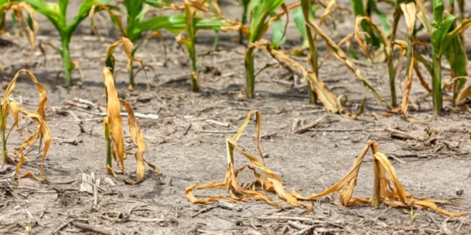 Mudanças climáticas: seca severa completa 180 dias e isola 560 comunidades no Amazonas